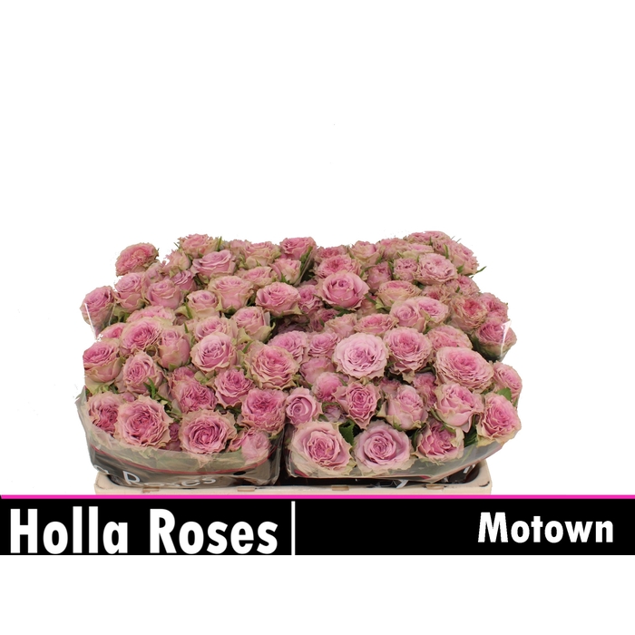 <h4>R TR MOTOWN</h4>