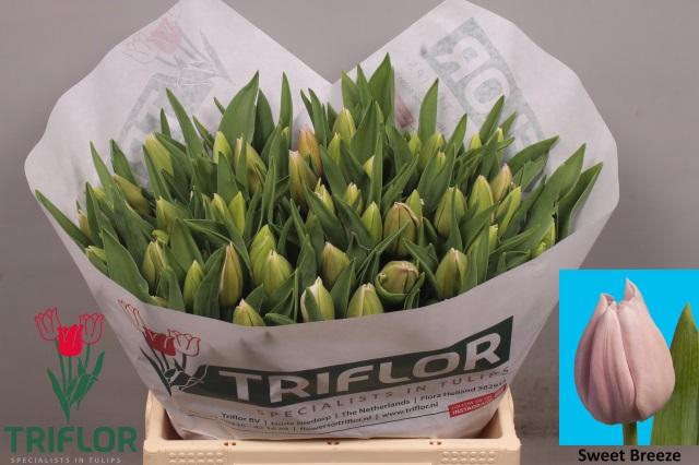 <h4>TU EN SWEET BREEZE</h4>