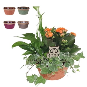 Arrangement in Mand 19 cm