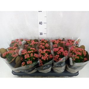 Kalanchoe blos. 'RosDon Victorio'