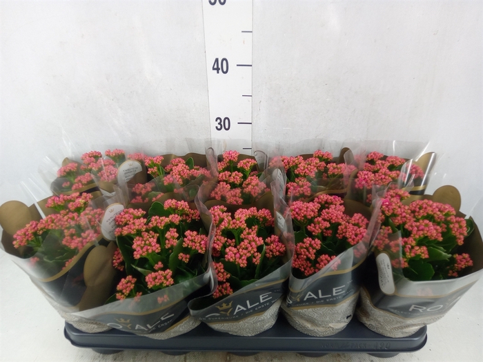 <h4>Kalanchoe blos. 'RosDon Victorio'</h4>