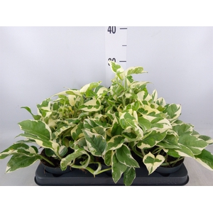 Epipremnum pinn. 'NJoy'
