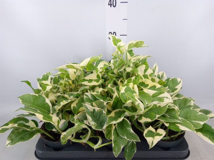 <h4>Epipremnum pinn. 'NJoy'</h4>