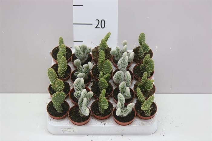 <h4>Opuntia Mix</h4>