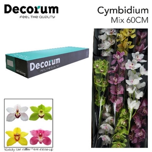 Cymbidium Mix 60 cm Super