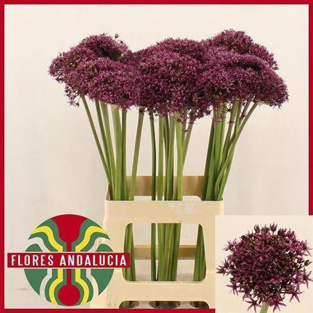 <h4>ALLIUM MIAMI</h4>