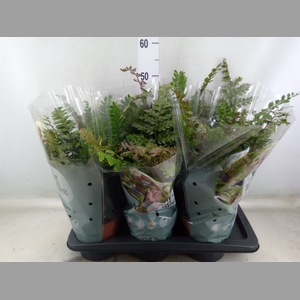 Didymochlaena truncatula