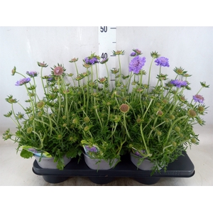 Scabiosa columb. 'Butterfly Blue'