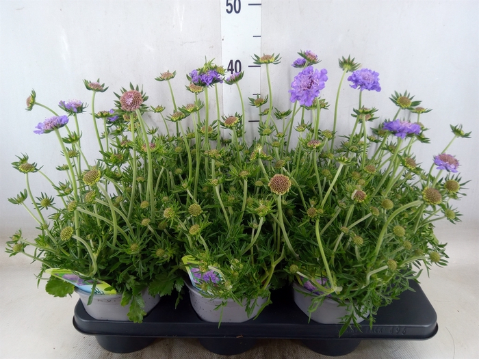 <h4>Scabiosa columb. 'Butterfly Blue'</h4>