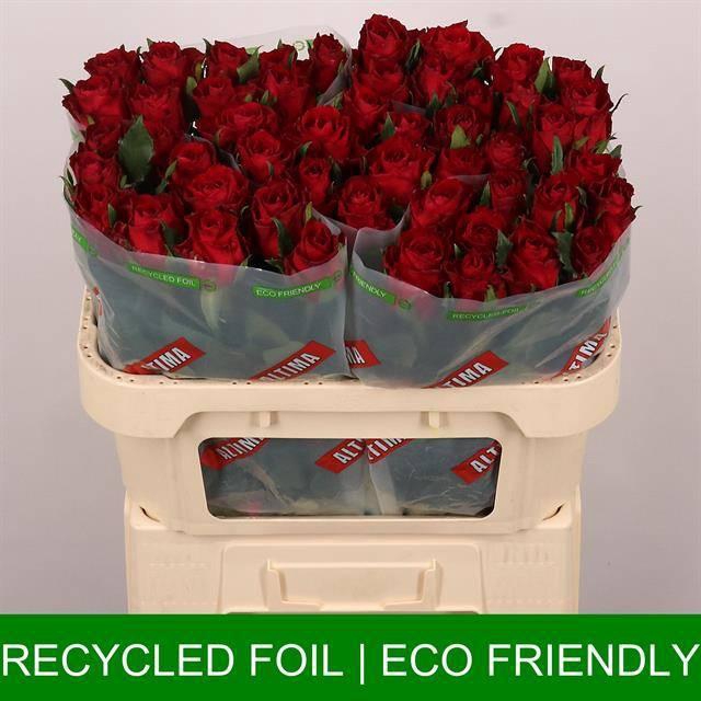 <h4>R Gr Madam Red</h4>