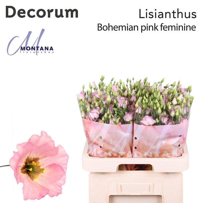 <h4>Lisianthus Bohemian pink feminine 70cm</h4>