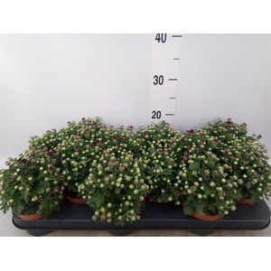 Chrysanthemum  'BloBeauty Red'