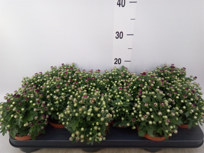 <h4>Chrysanthemum  'BloBeauty Red'</h4>