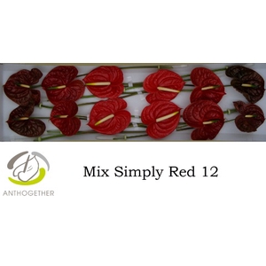 Simply Red 12