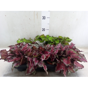 Begonia BD rex