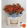 Kal Flamin Or Meadow