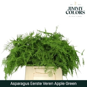 Asparagus 1ste Apple green