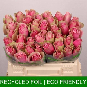 R GR BELLE ROSE