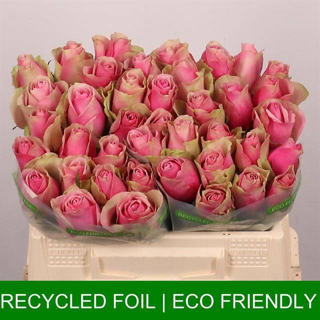 <h4>R GR BELLE ROSE</h4>