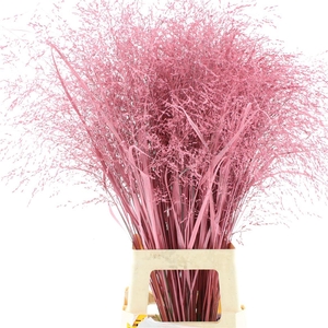 Siergras Klb Roze