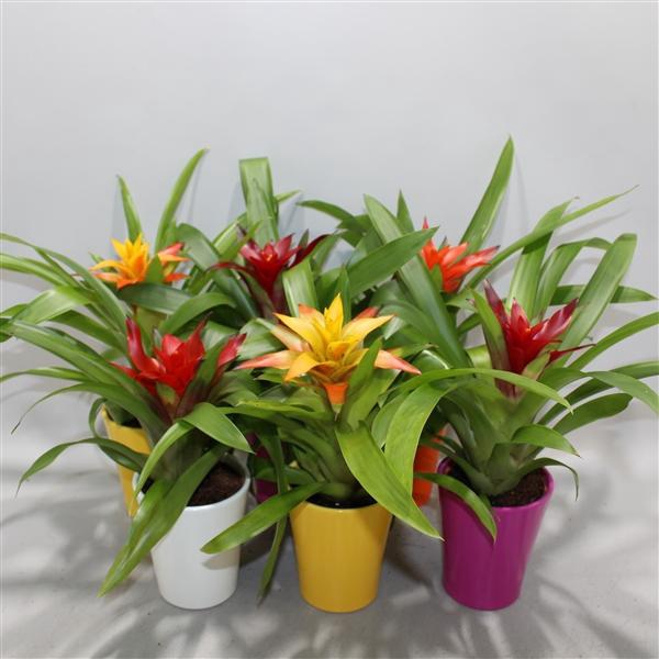 <h4>Guzmania variés</h4>