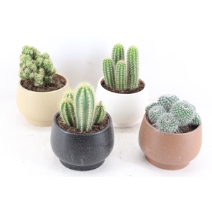 arr3 OV - Ker. pot Delhi Cactus