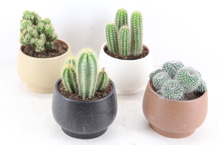 <h4>arr3 OV - Ker. pot Delhi Cactus</h4>