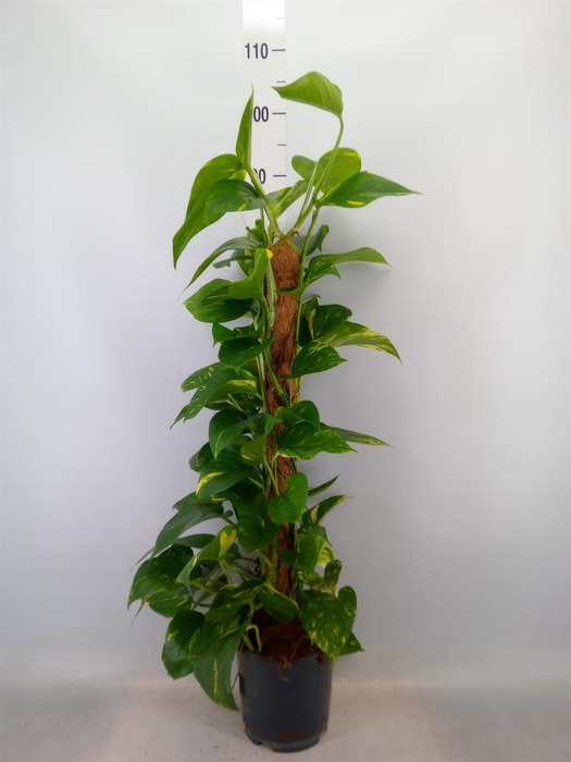 <h4>Epipremnum pinn.   ...moss stick</h4>