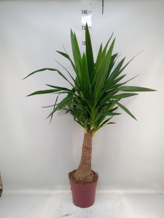 <h4>Yucca elephantipes   ...</h4>