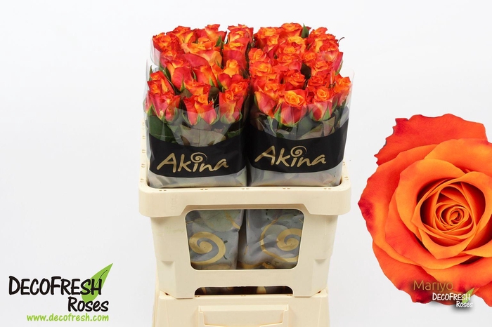 <h4>R Gr Mariyo</h4>