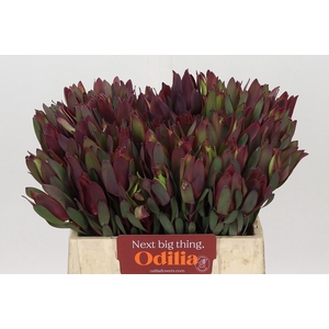 Leucadendron Senorita