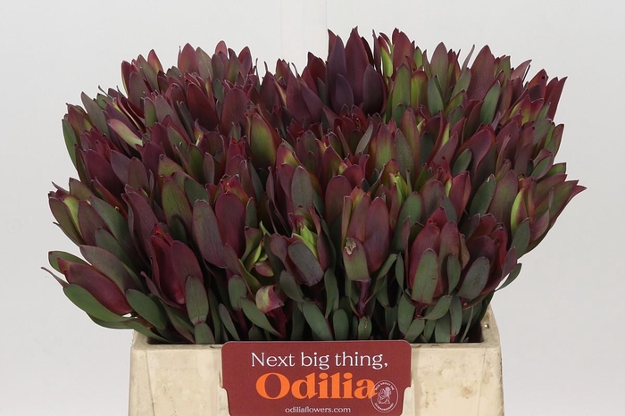 <h4>Leucadendron Senorita</h4>