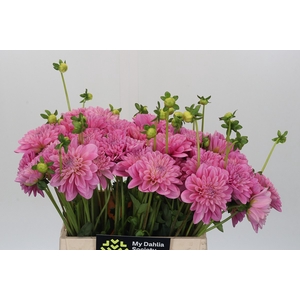 Dahlia Pink Pop