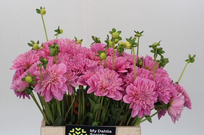 Dahlia Pink Pop