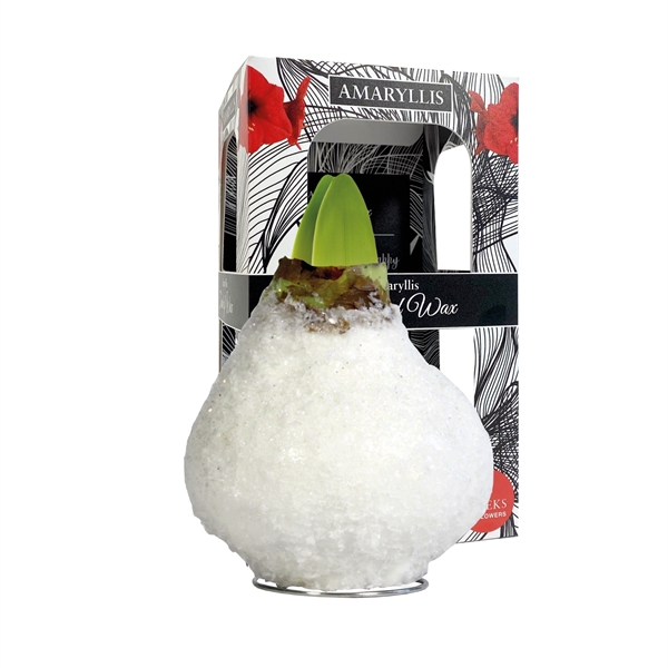 <h4>Amaryllis Touch of Wax Special Frost White 6x1, rode bloem, Karton Giftbox</h4>