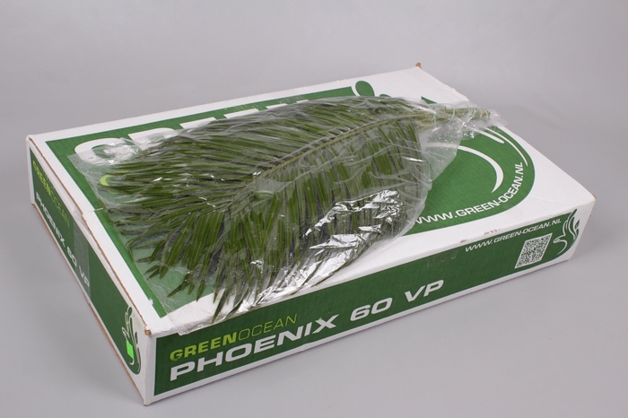 Phoenix VP Green Ocean