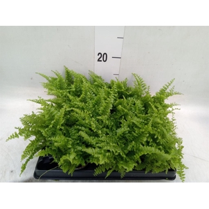 Nephrolepis exal.   ...