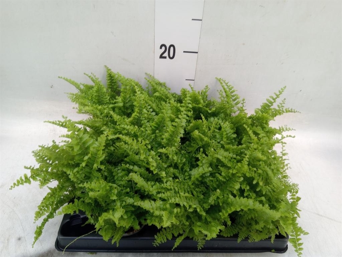 <h4>Nephrolepis exal. ...</h4>