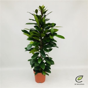 Ficus cyathistipula