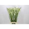 Nerine Like a Virgin Artistiek