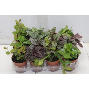 PEPEROMIA VARIADO P09