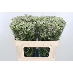 Astr Billion Star Xl