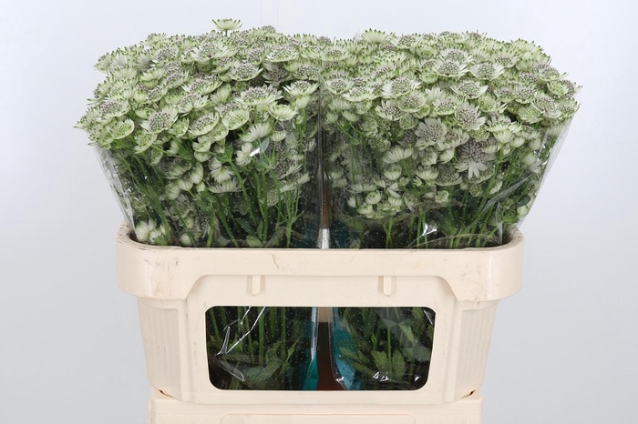 <h4>Astr Billion Star Xl</h4>