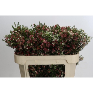 Chamelaucium My Sweet 16