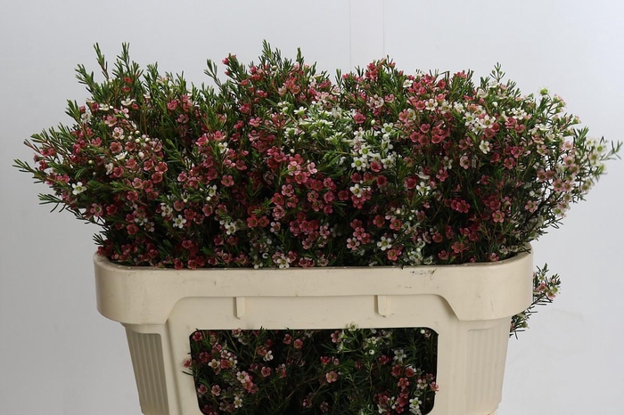 Chamelaucium My Sweet 16