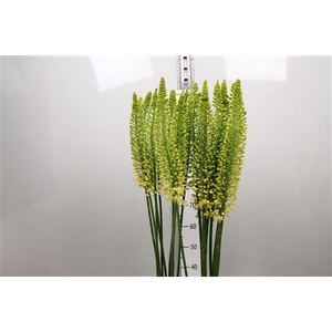 Eremurus Yellow Rebe