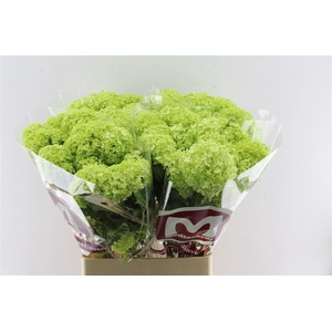 Viburnum Roseum 90cm 3 Bal