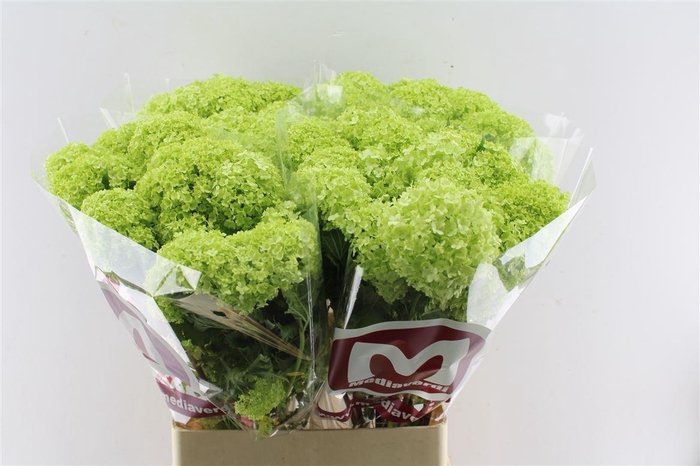 <h4>Viburnum Roseum 90cm 3 Bal</h4>