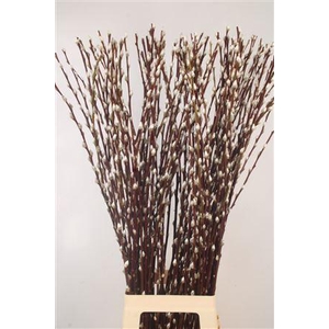 Salix Ca Snow Flake