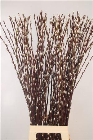 <h4>Salix Ca Snow Flake</h4>